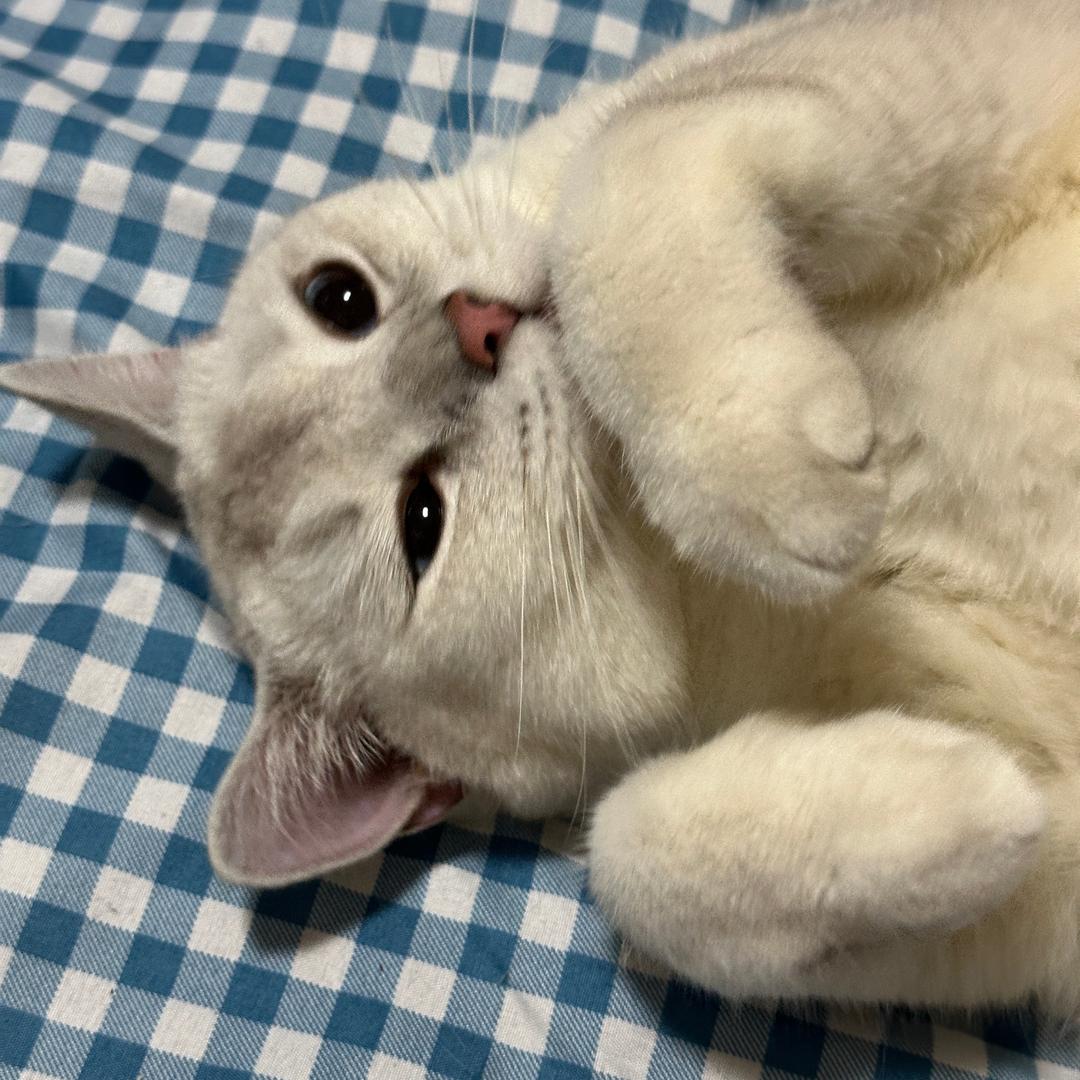 可乐雪碧