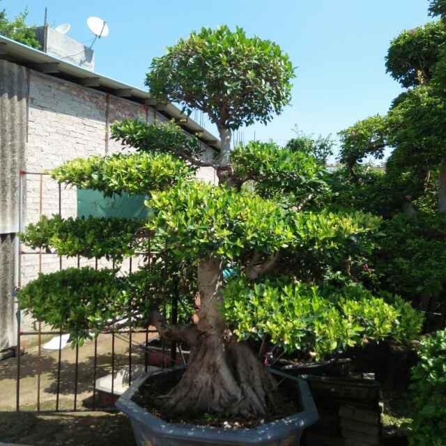 漳州佳芳花卉