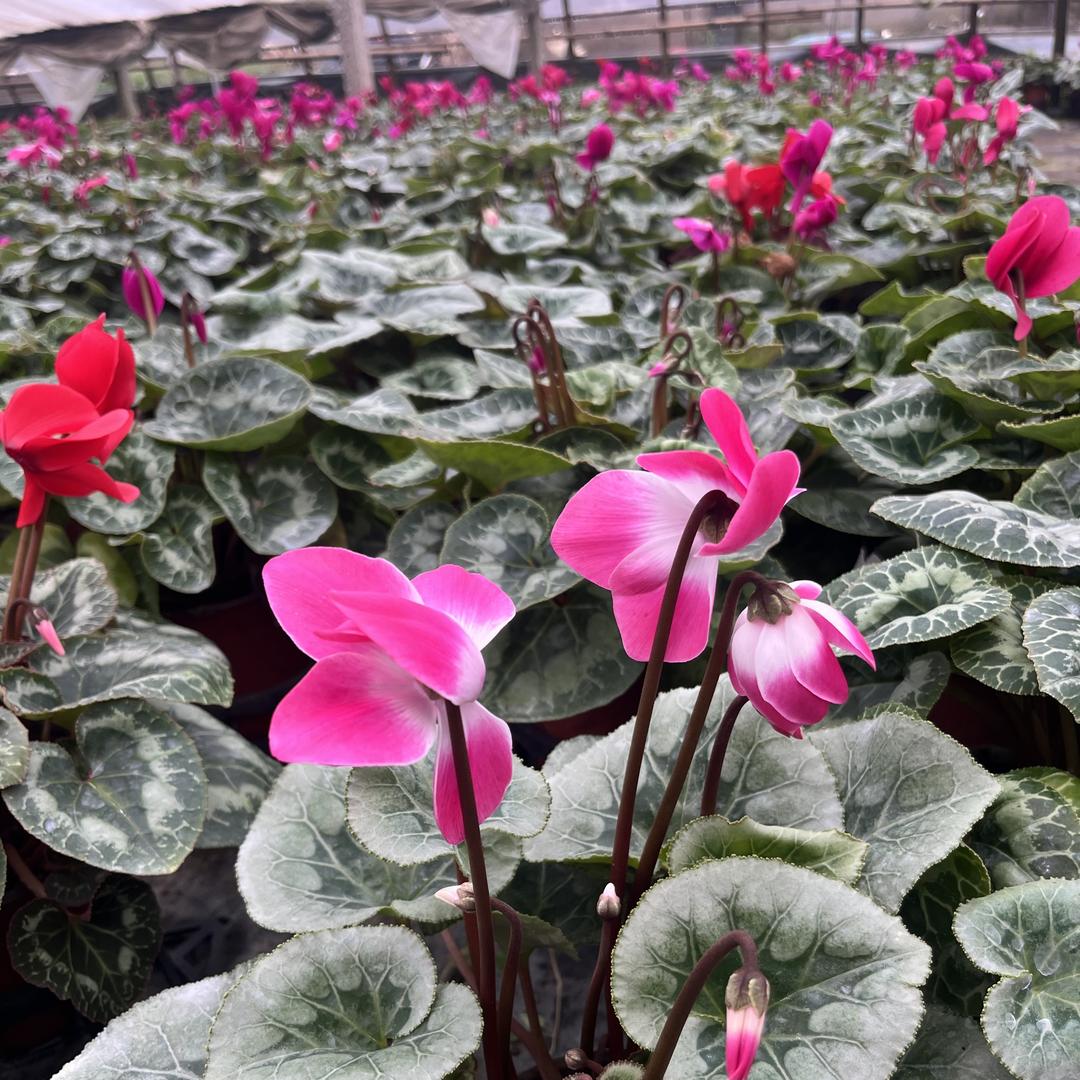 嘉然花卉精品坊