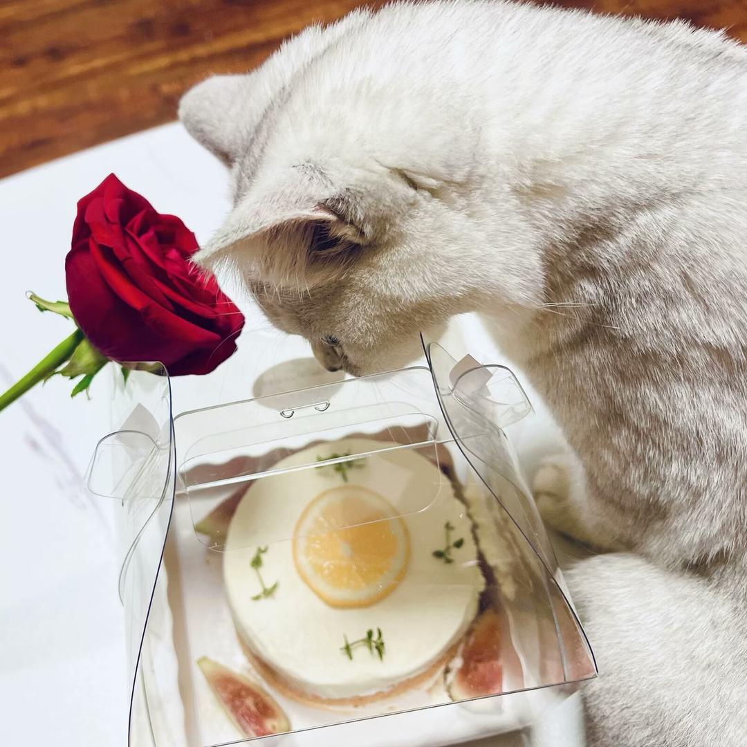 猫奴的五口之家