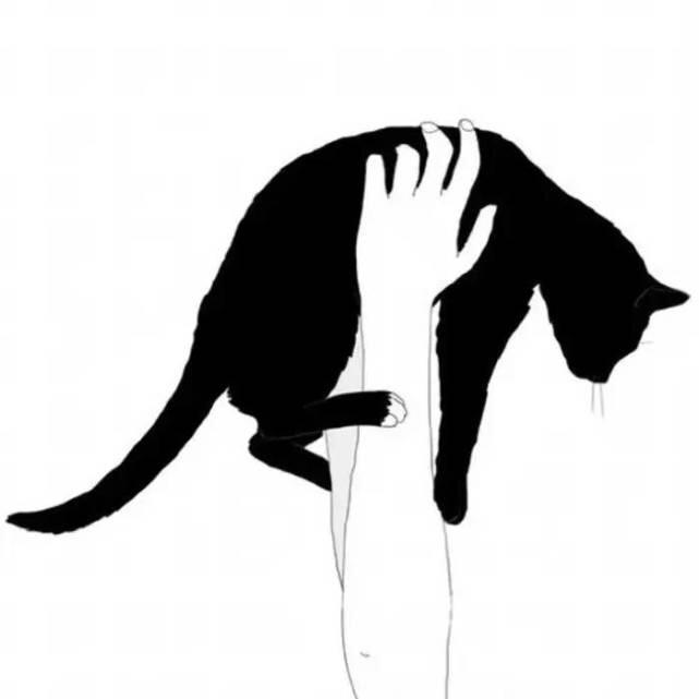 不是你家的猫