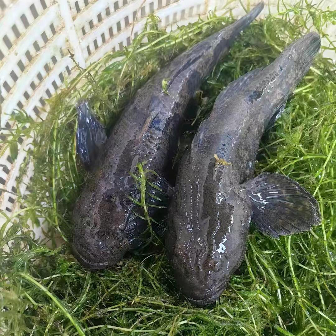胖胖水产养殖