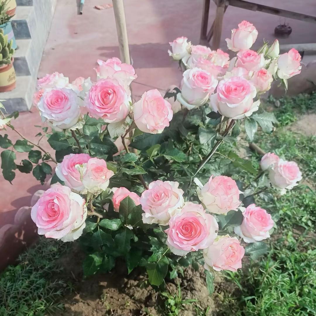 绿芽个体严选