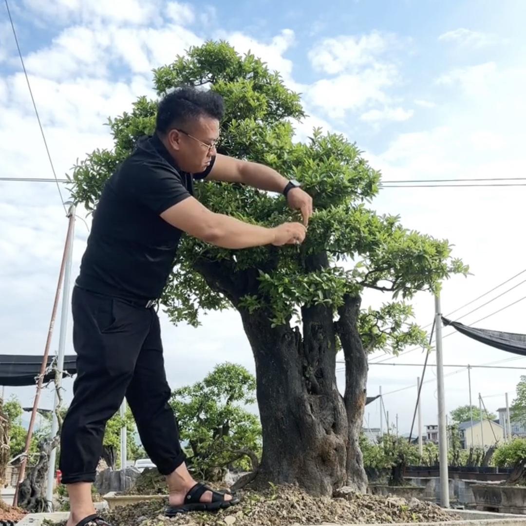 左小桩