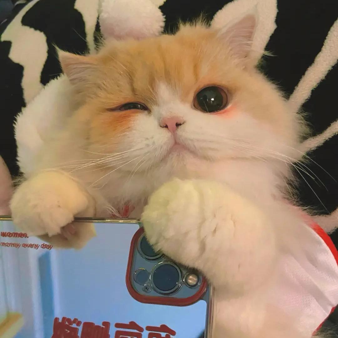 桃酥