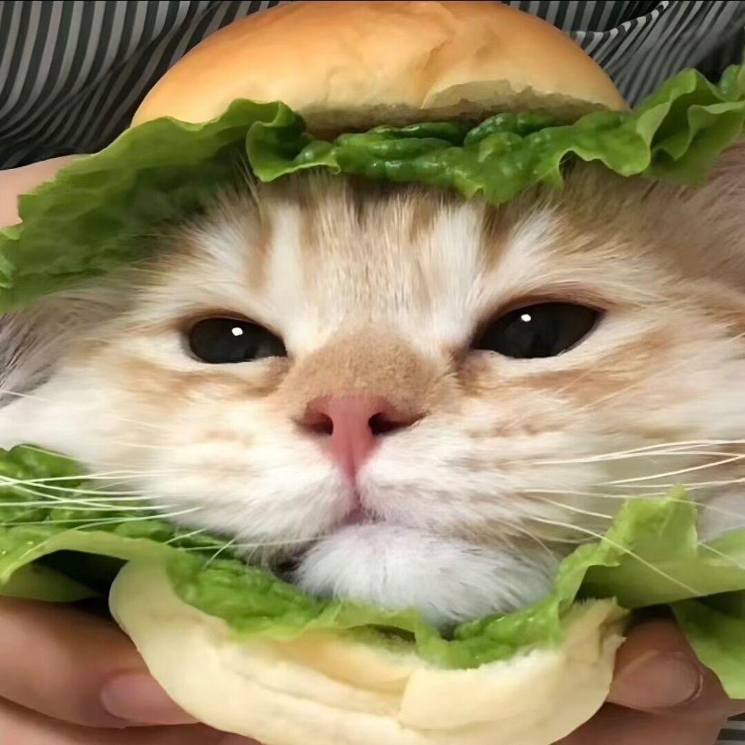 东北雨衣（求流量