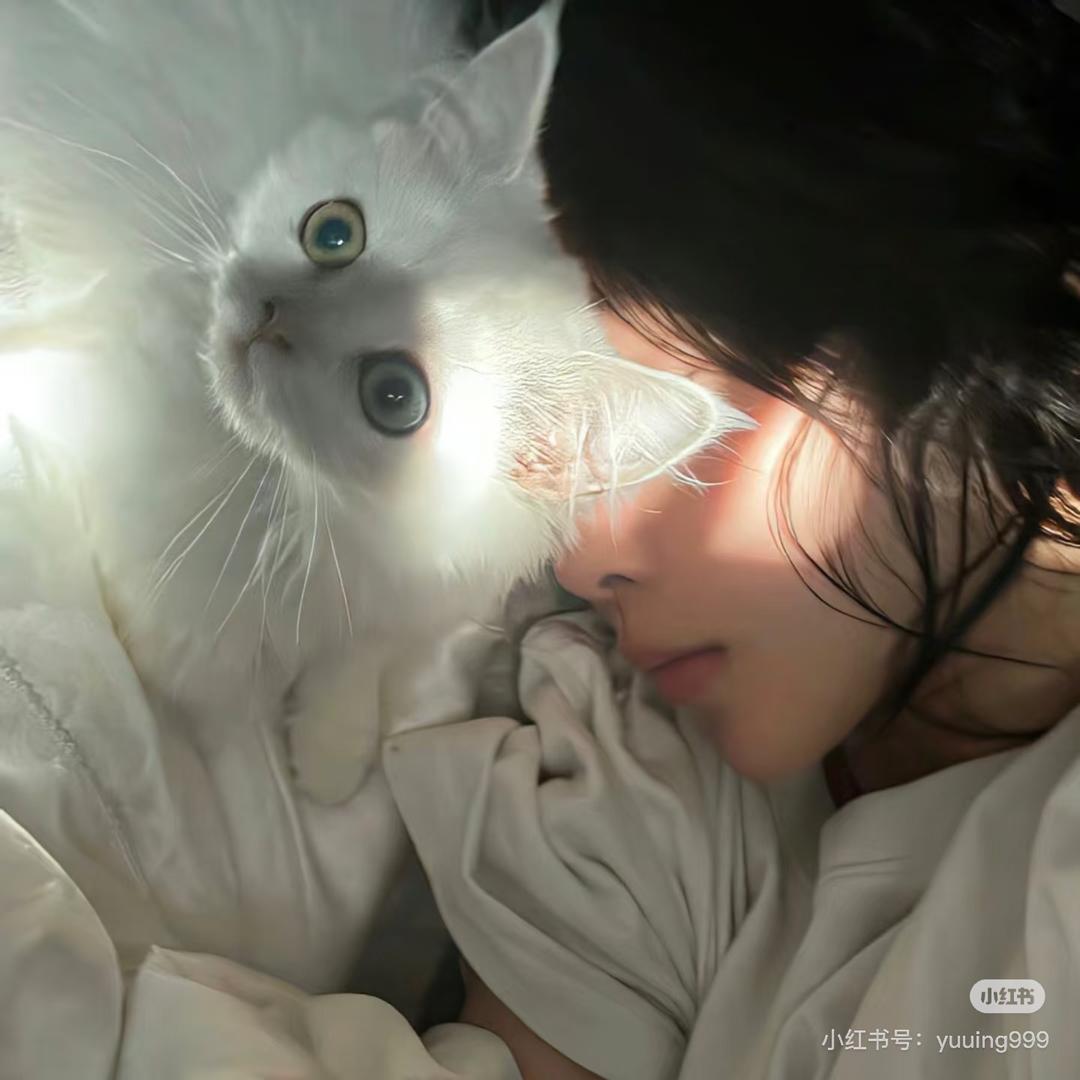 猫猫