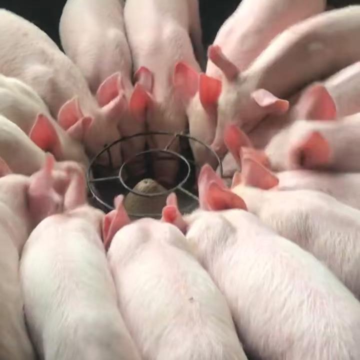 小丽聊养殖