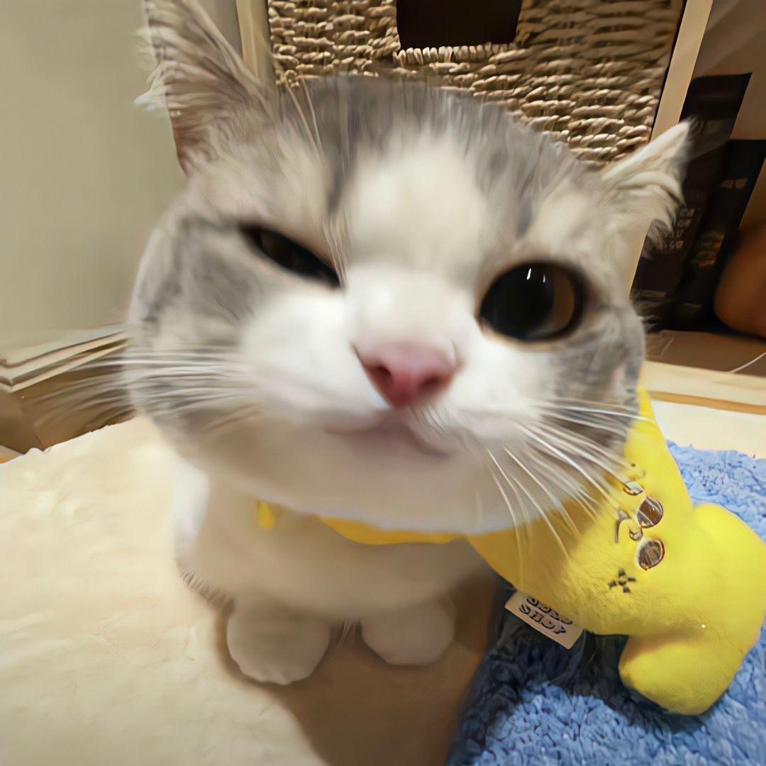 面团宝宝