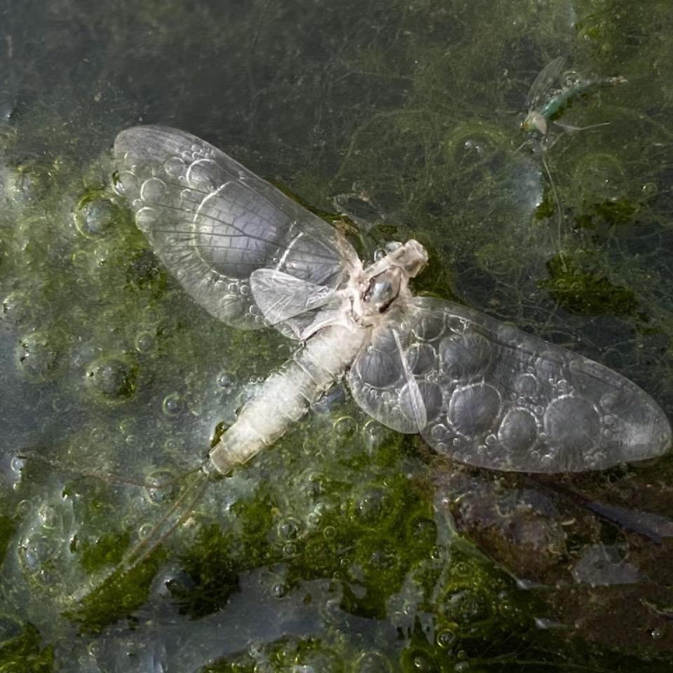 水野治