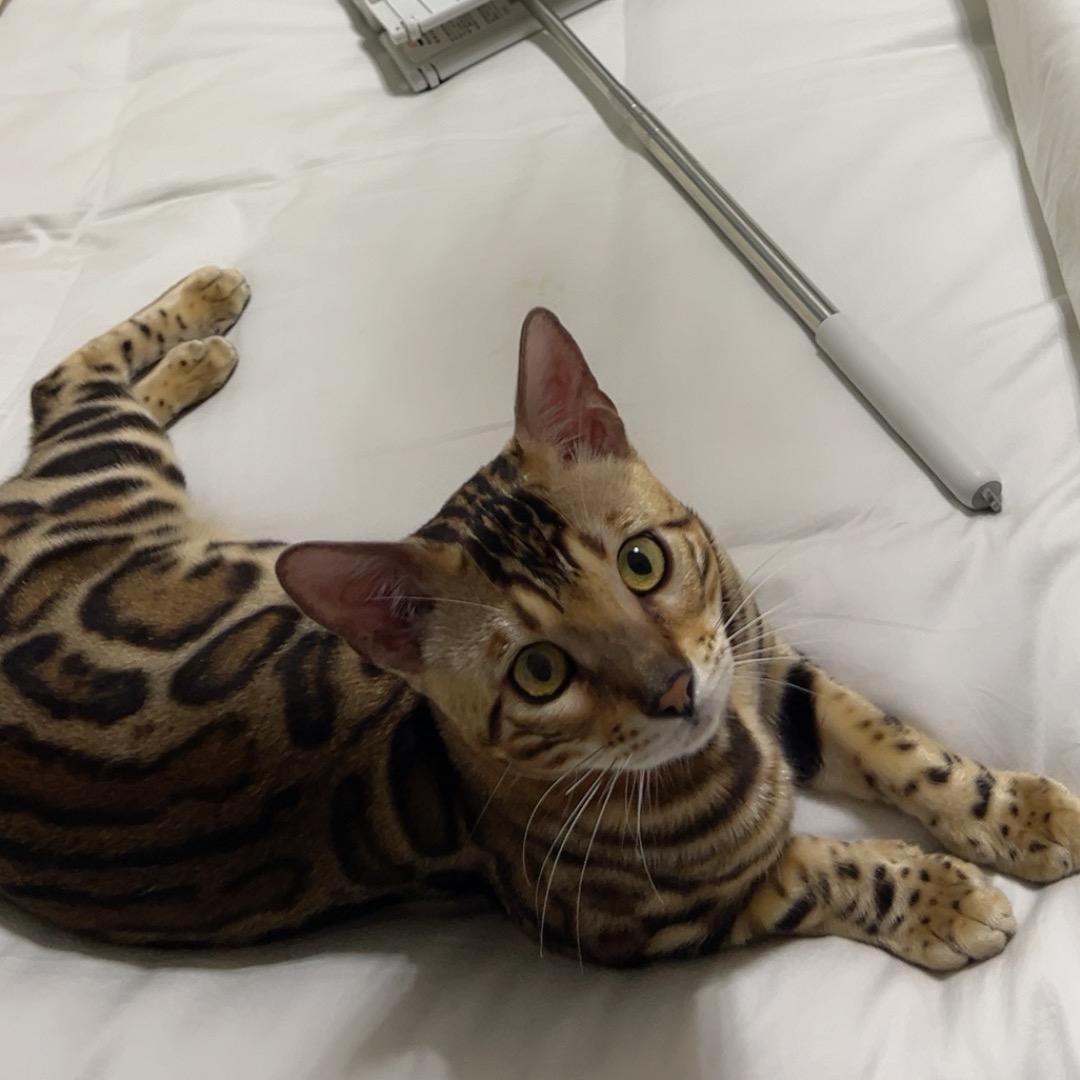 养豹猫的小海🐆