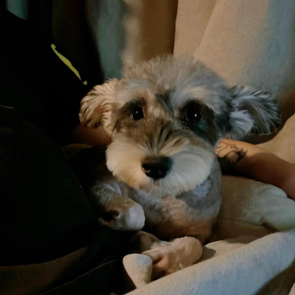 卡拉是条狗🐶