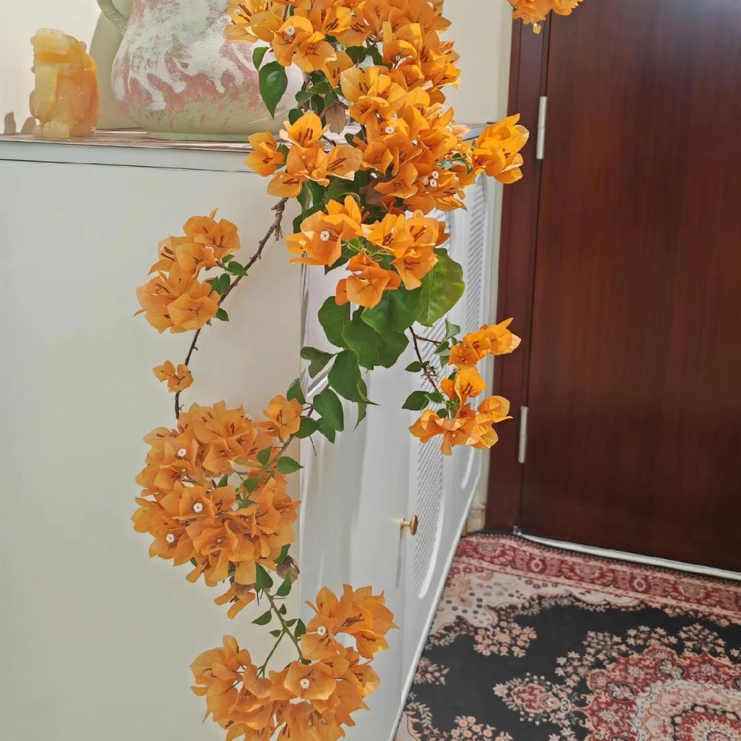 三角梅超新品种嫁接交流