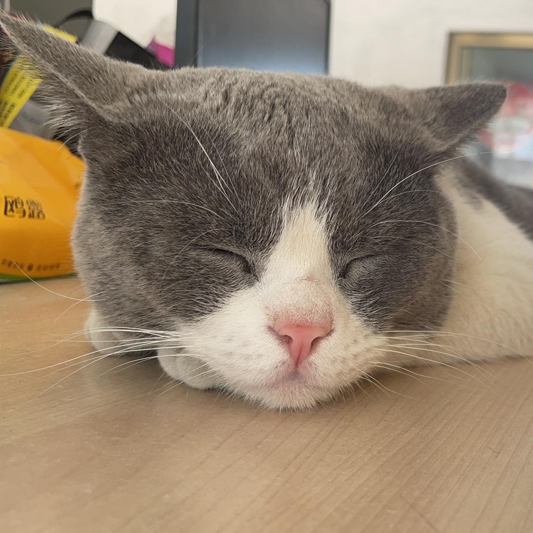 赚钱养小小马