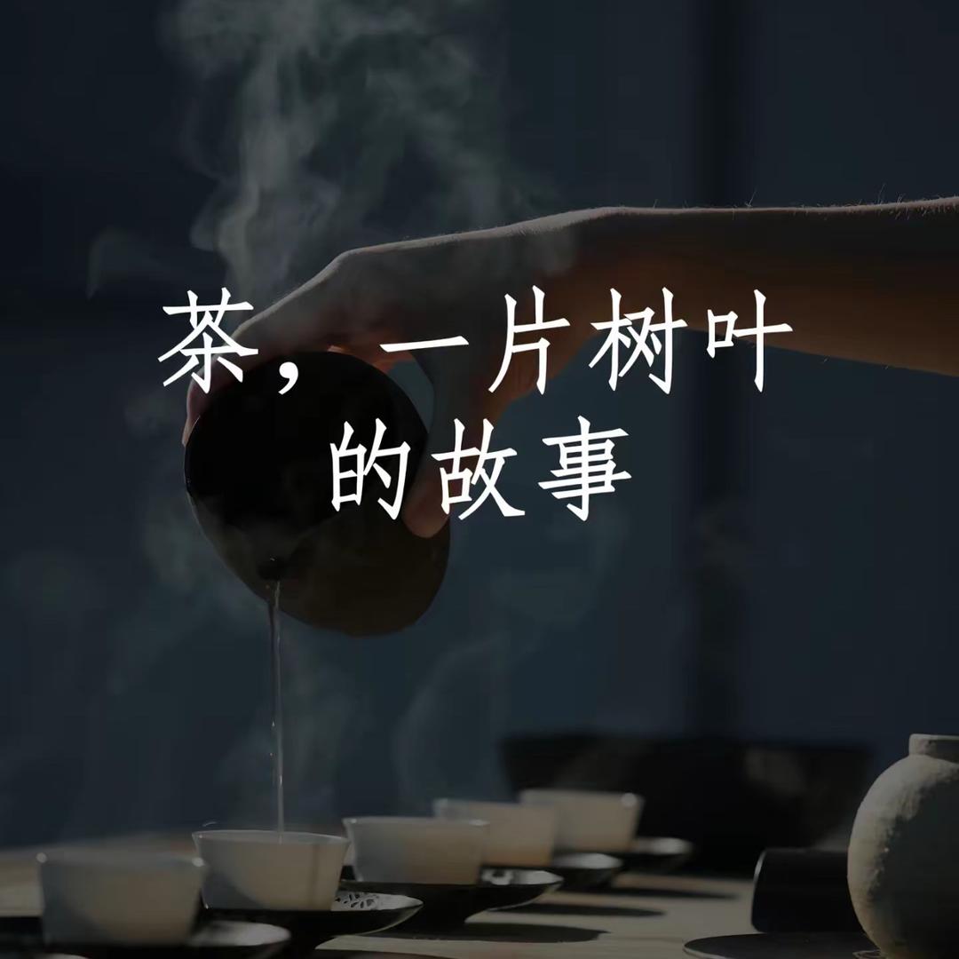 云南单株哥.茶叶
