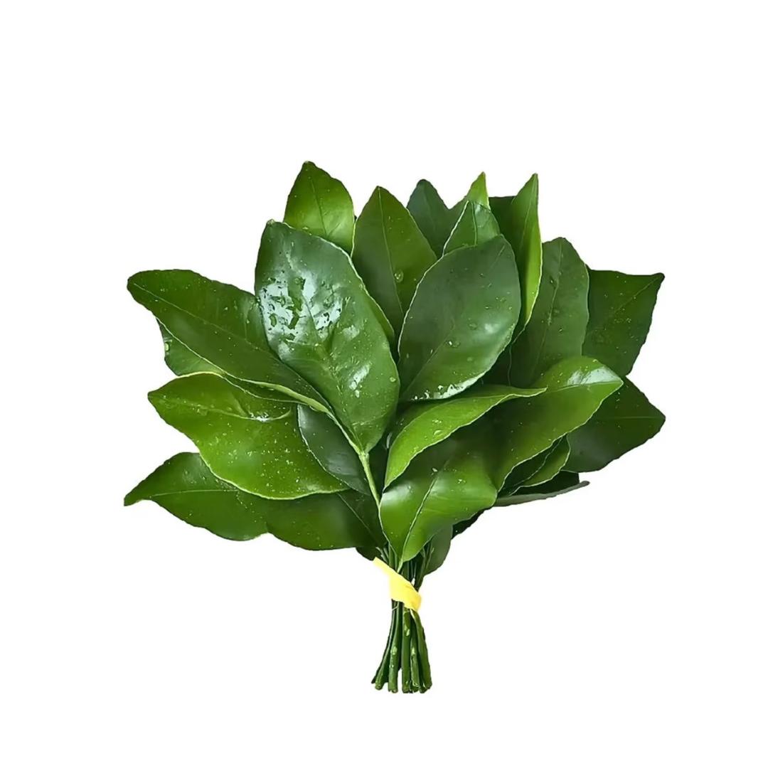 摆烂 小鱼