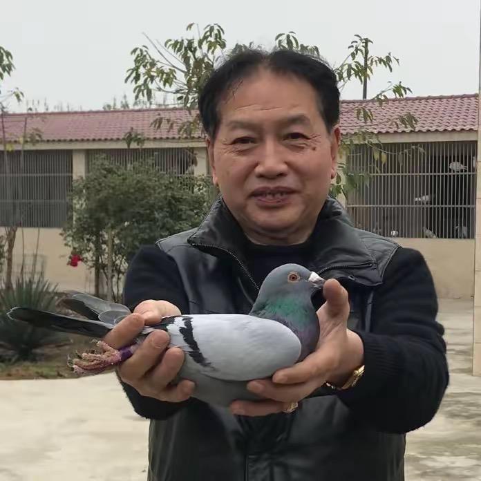 高王宏赛鸽