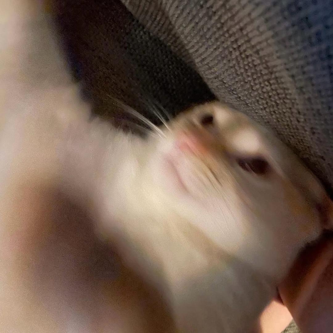 全世界都不能欺负我