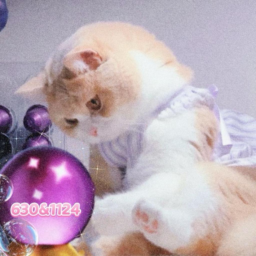 暴躁猫🍪