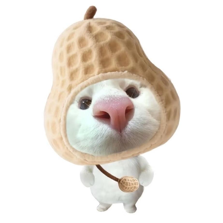 一坨肥猫🐈