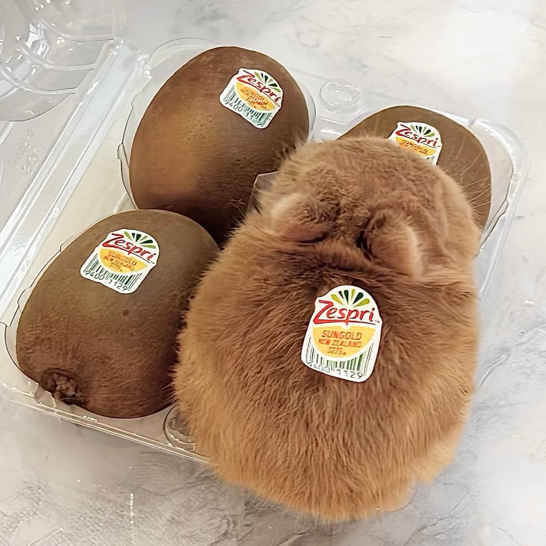壳子