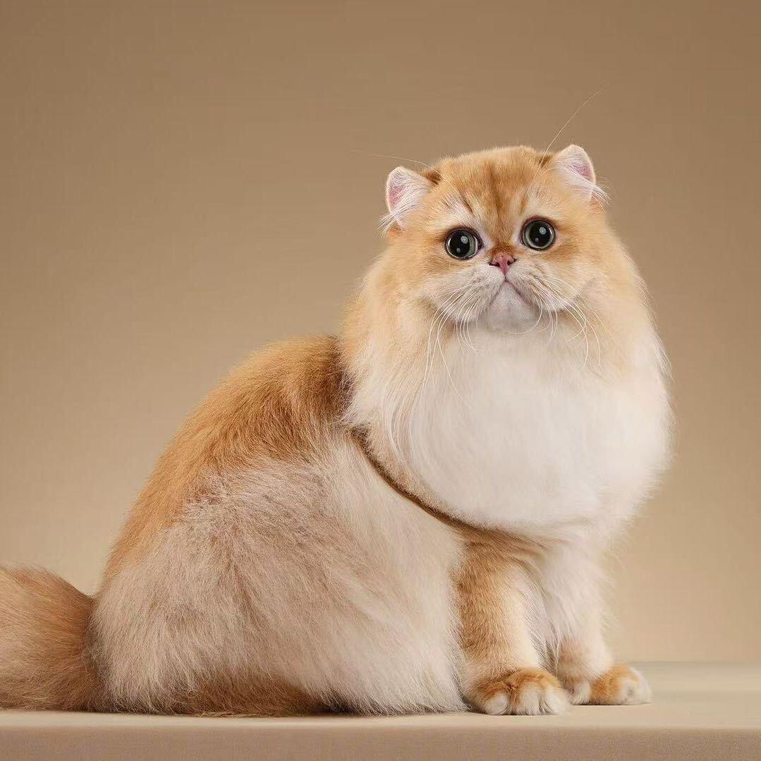 A徐哥Cattery娃娃脸甜美名猫借配