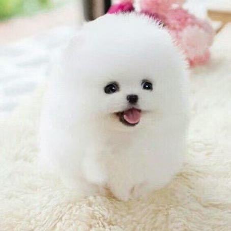 ghjjgo