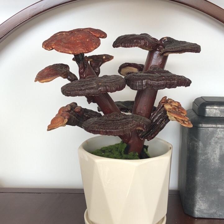 茯源祥和