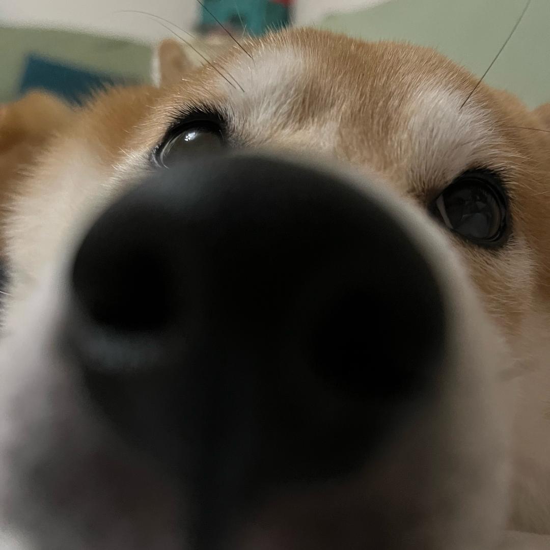 阿冲（求推荐版）