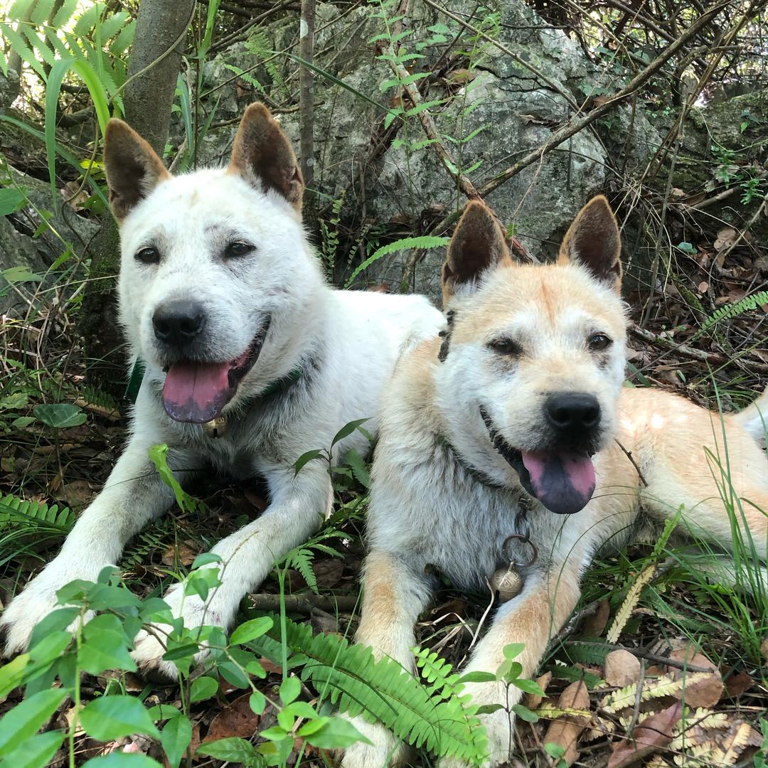 海纳百川田园犬