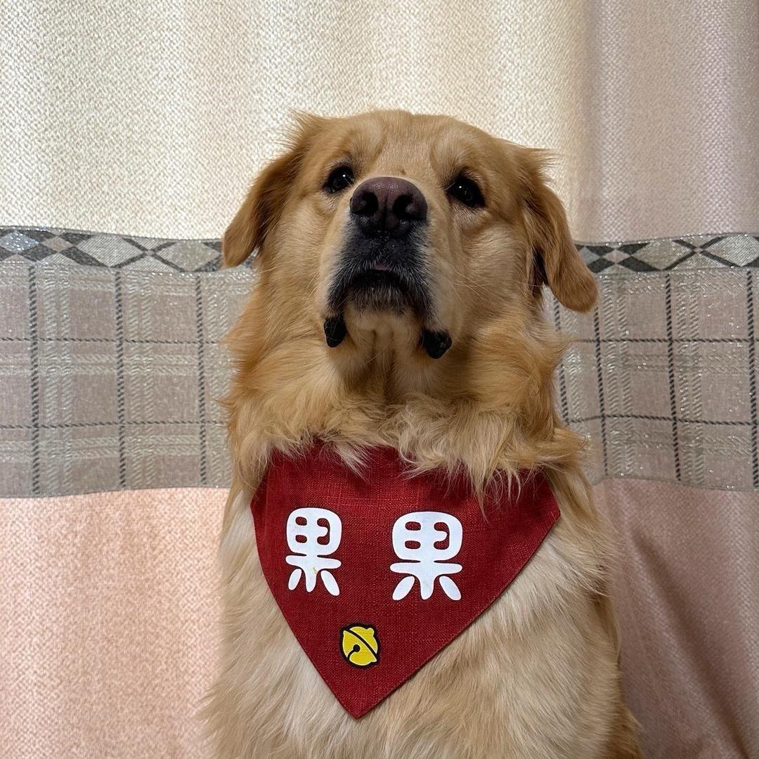 果果是金毛