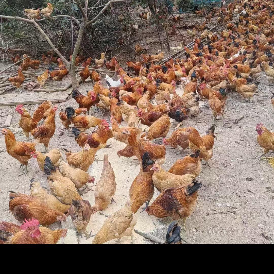 LF时尚穿搭女装