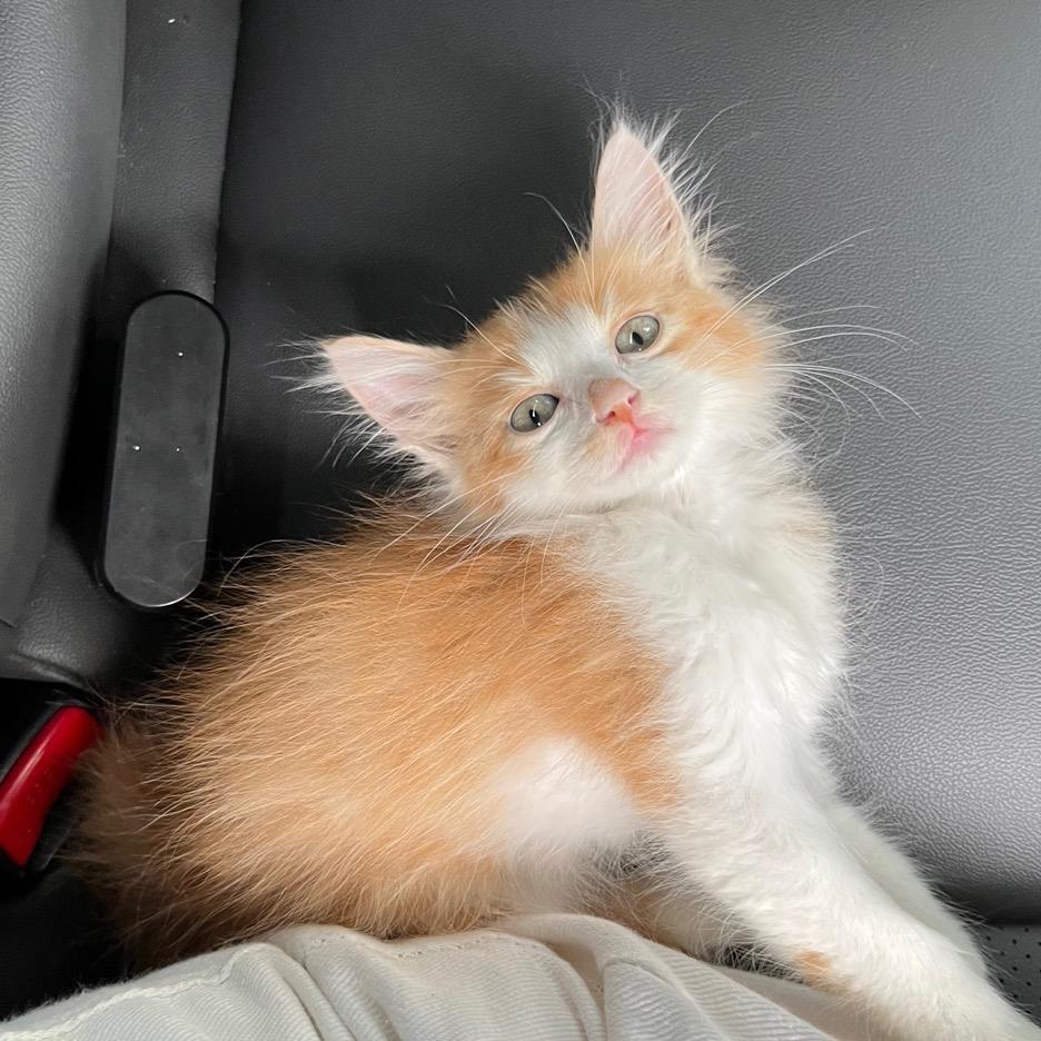 请叫我小榴莲儿