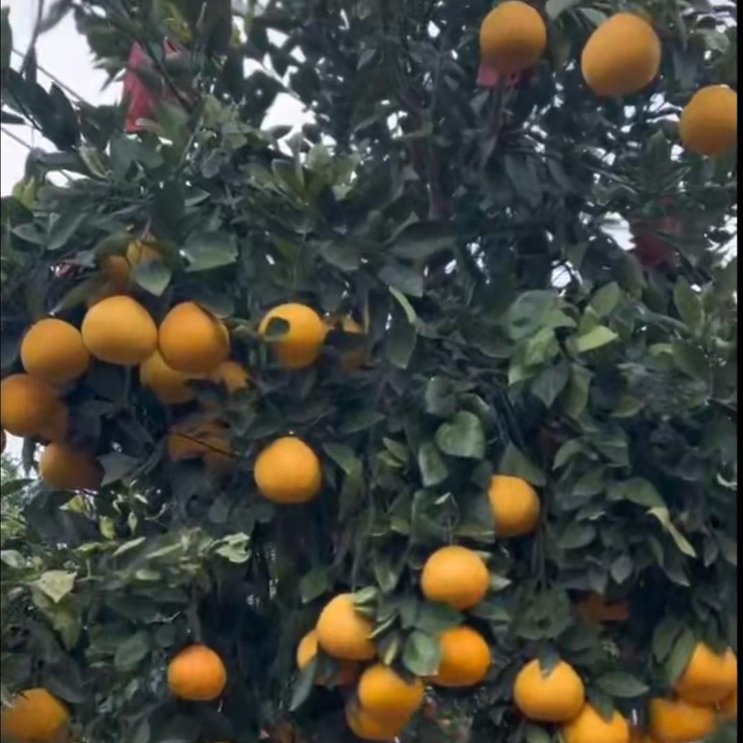 护花人圭妍果树苗木专卖店