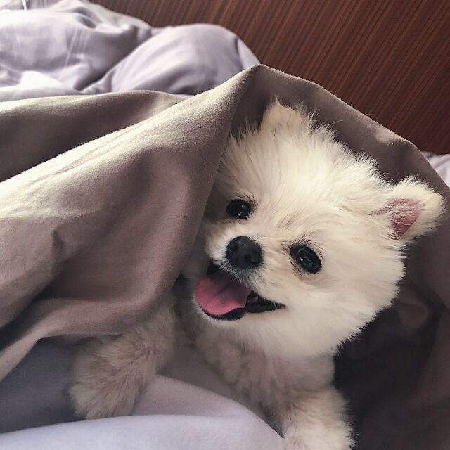小灰