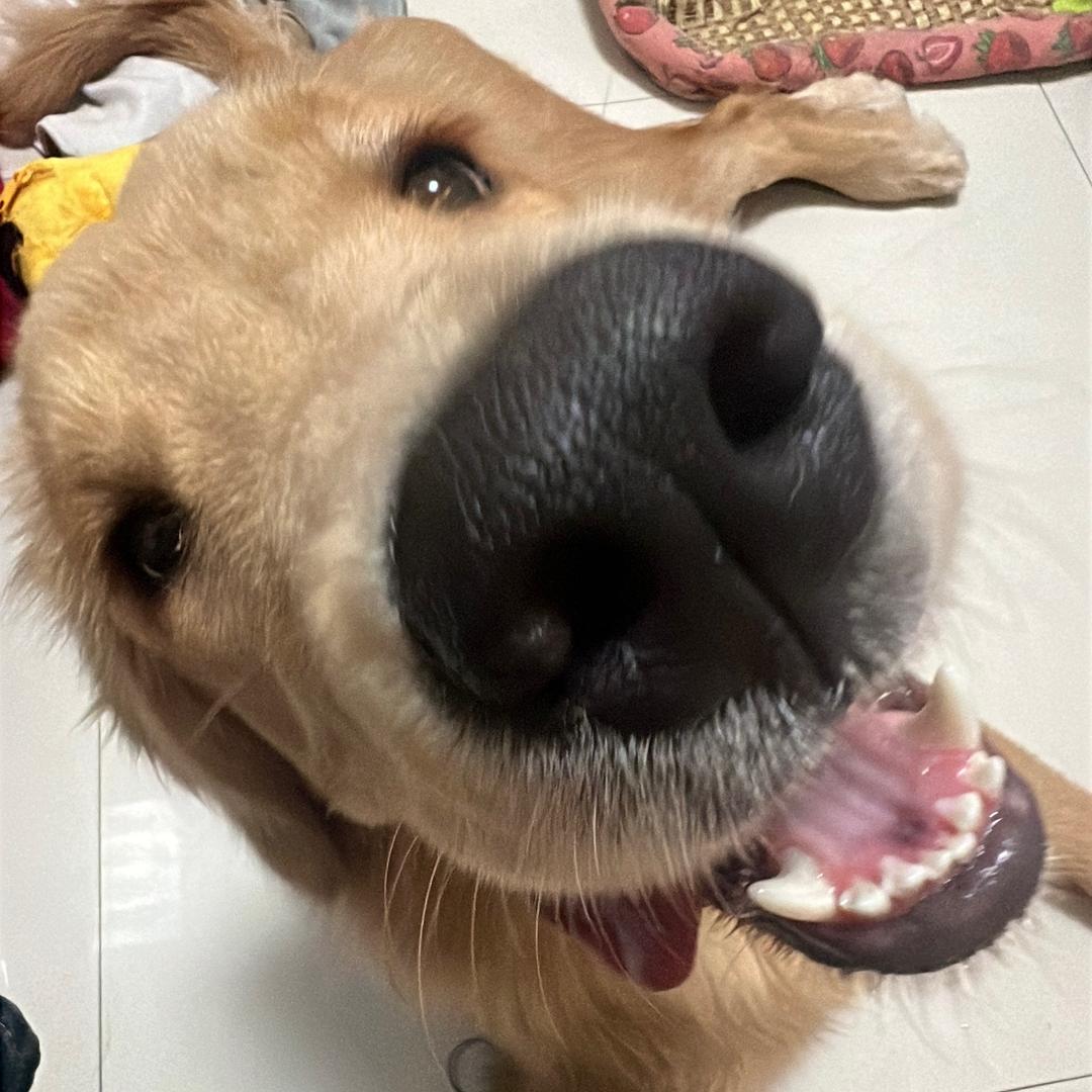 初七爱吃冰淇淋🐕