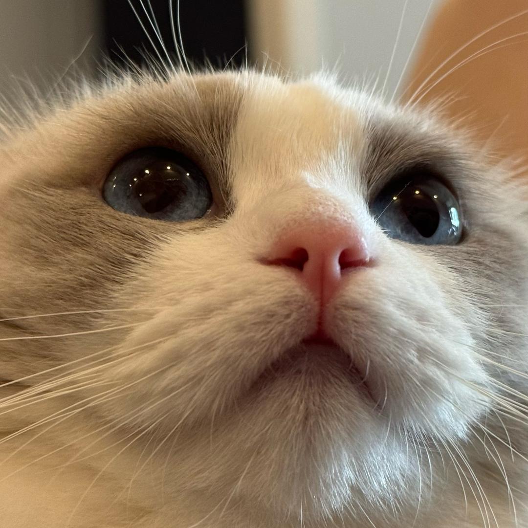 臭糖宝爱啃脚(胆小如鼠版)