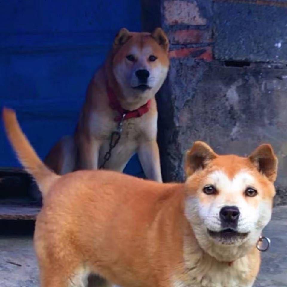 富缘名犬繁殖基地