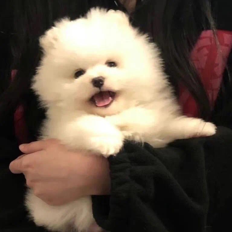塞油啦啦