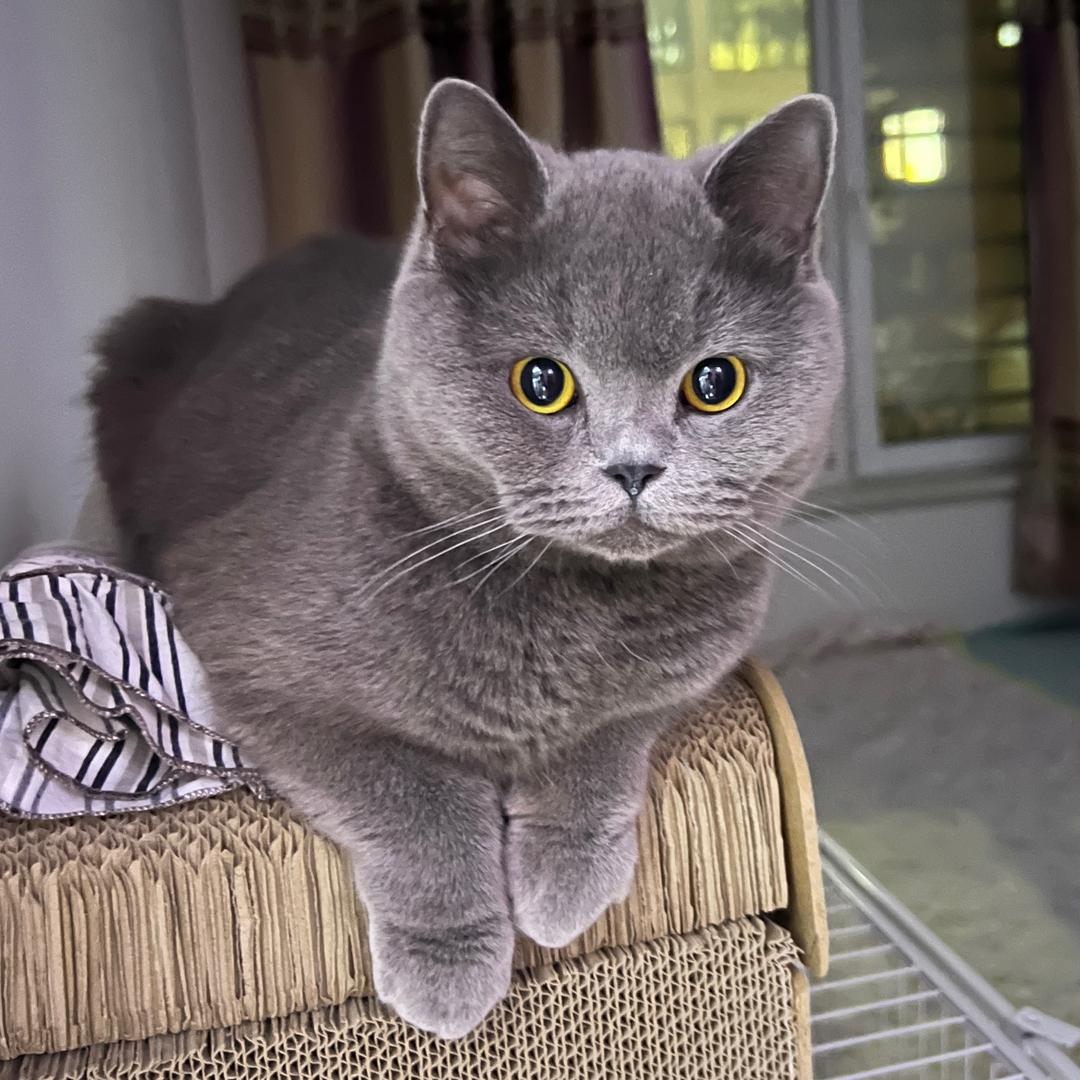 灰白双喵🐱