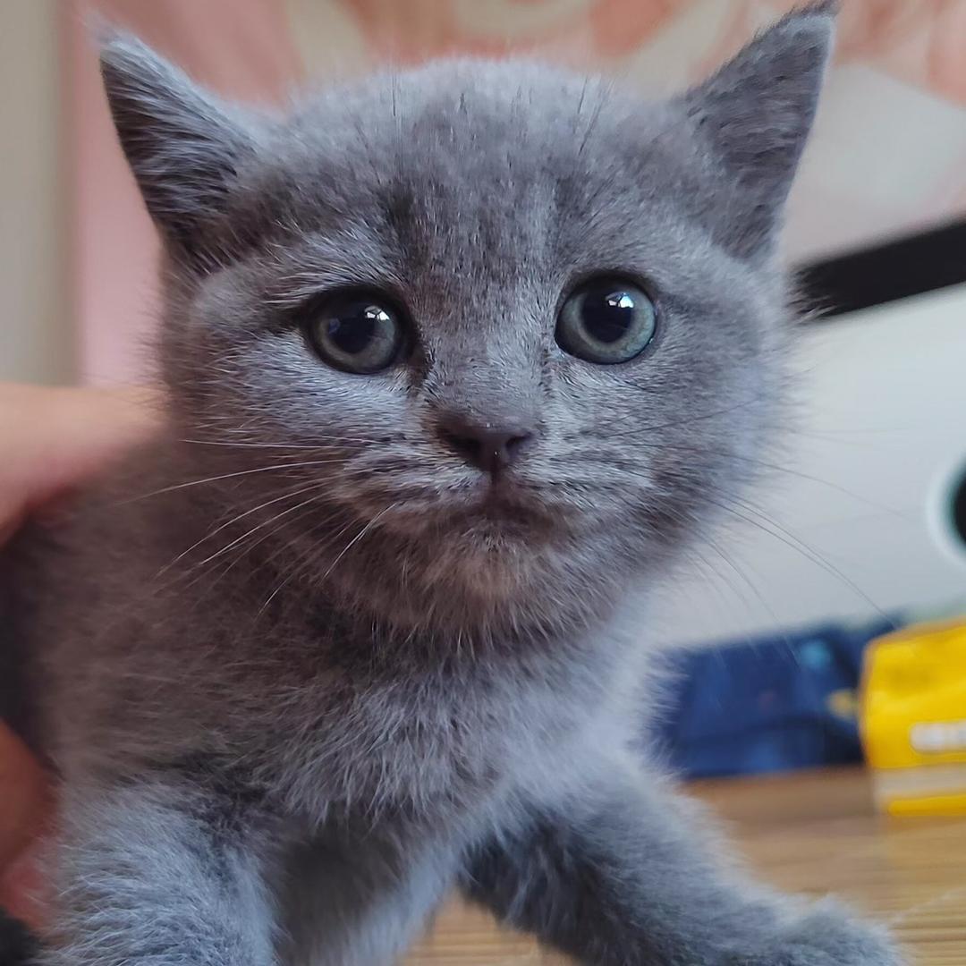 二房客的猫