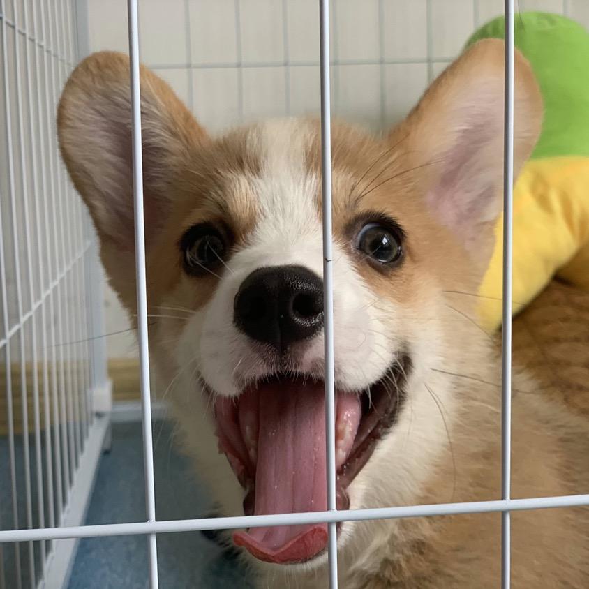 柯基皮蛋瘦肉粥