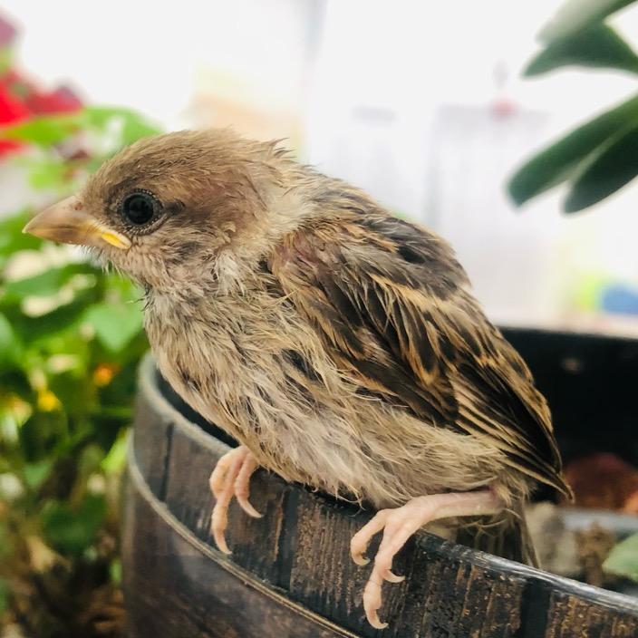 亽仒凣凣（㞢㑅）