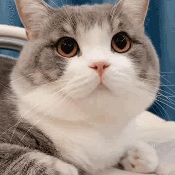 爱吃🐠