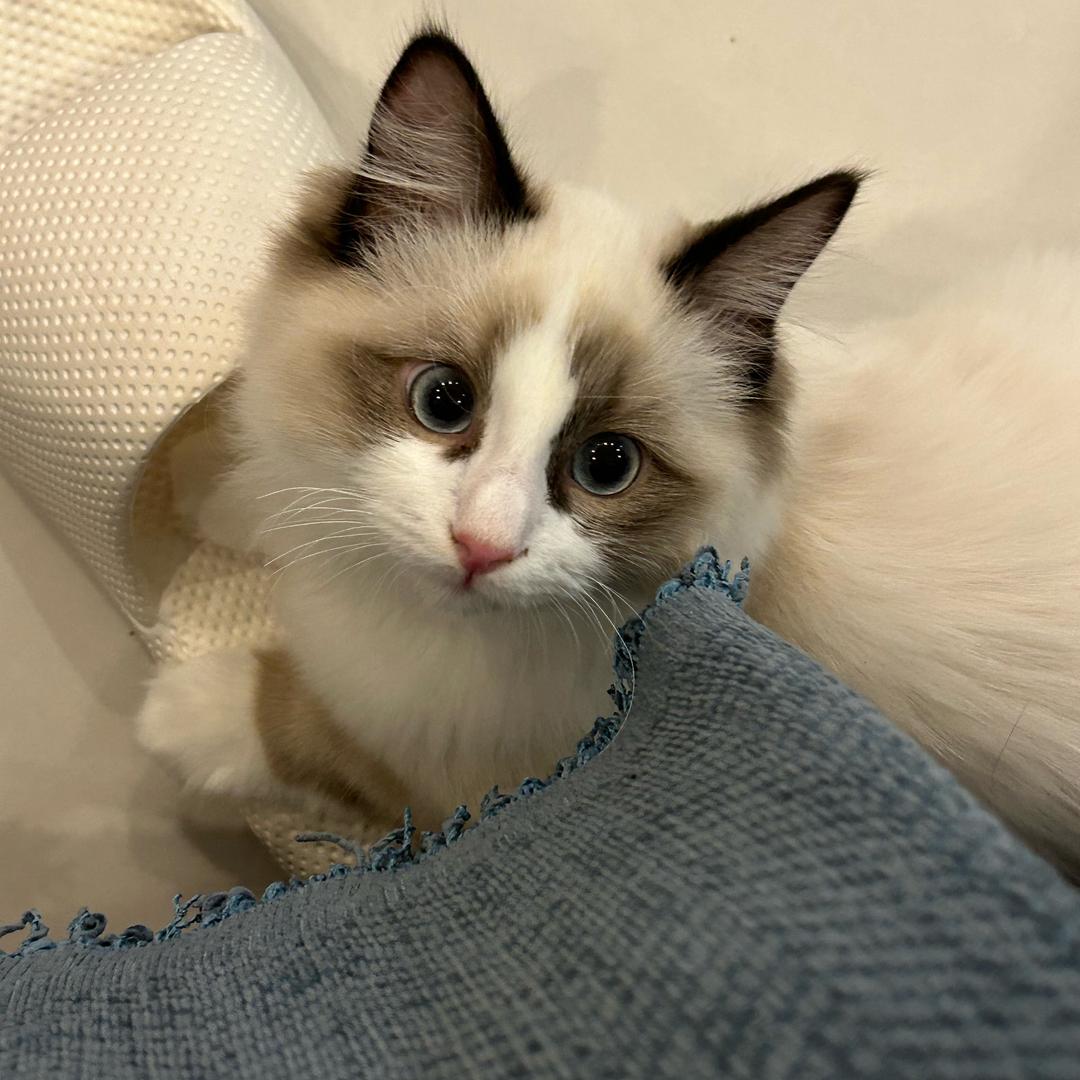 猫咪珂珂的呼噜生活