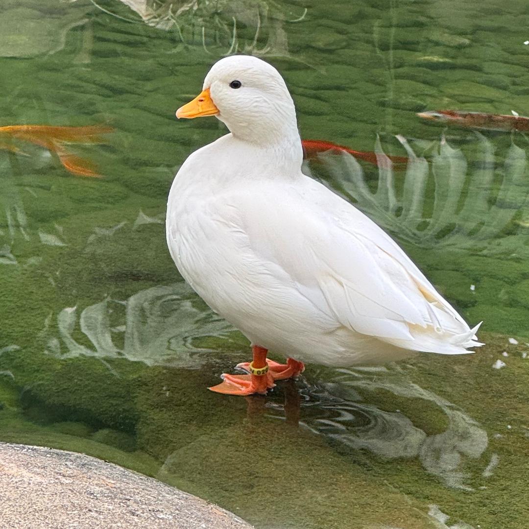 村民小二宝生态农业好货