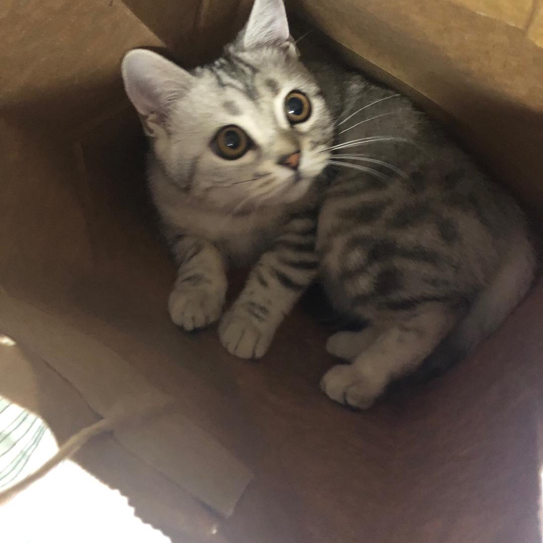 建国是只猫🐱