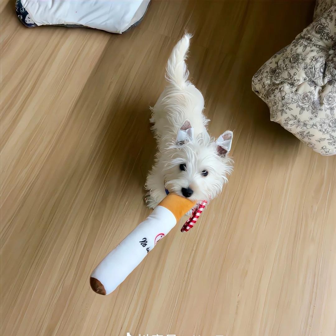 性感红腚母蟑螂🪳