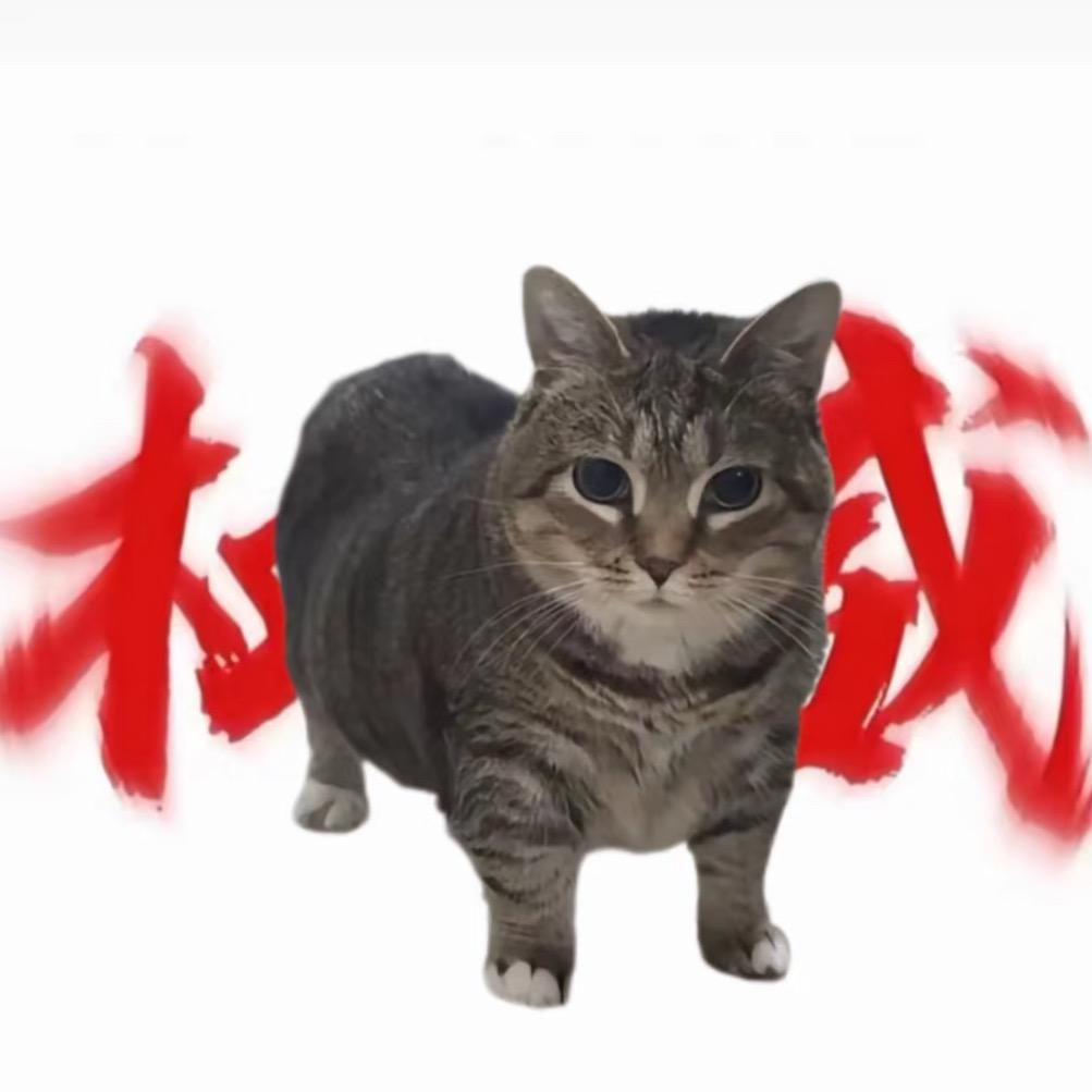 可爱猫meme