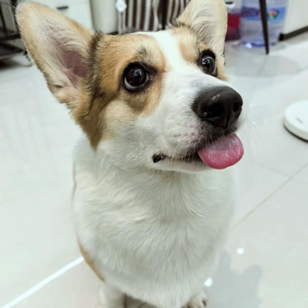 来一只柯猪